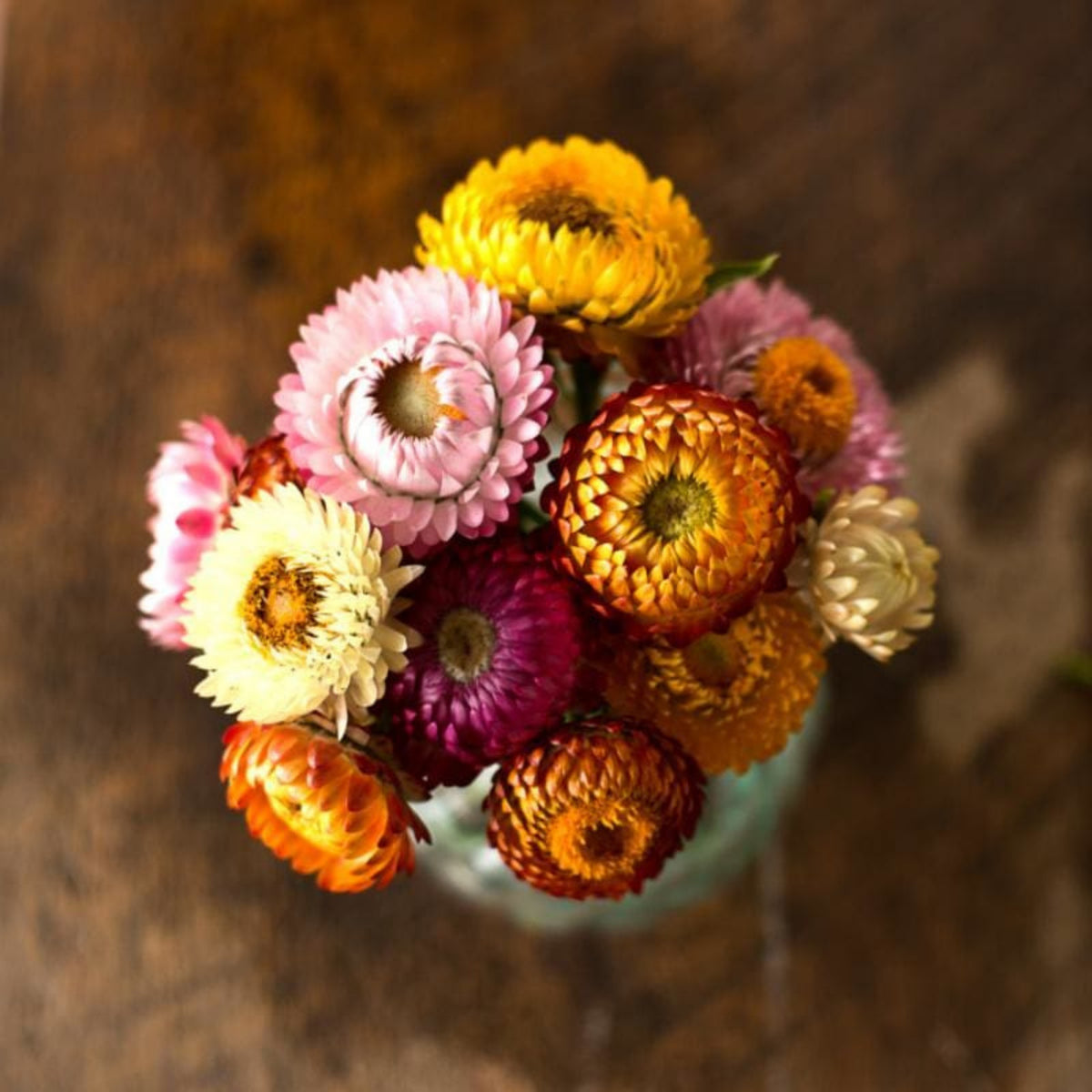 Tom Thumb Mix Strawflower (Dwarf) Seeds - Xerochrysum, 100 seeds