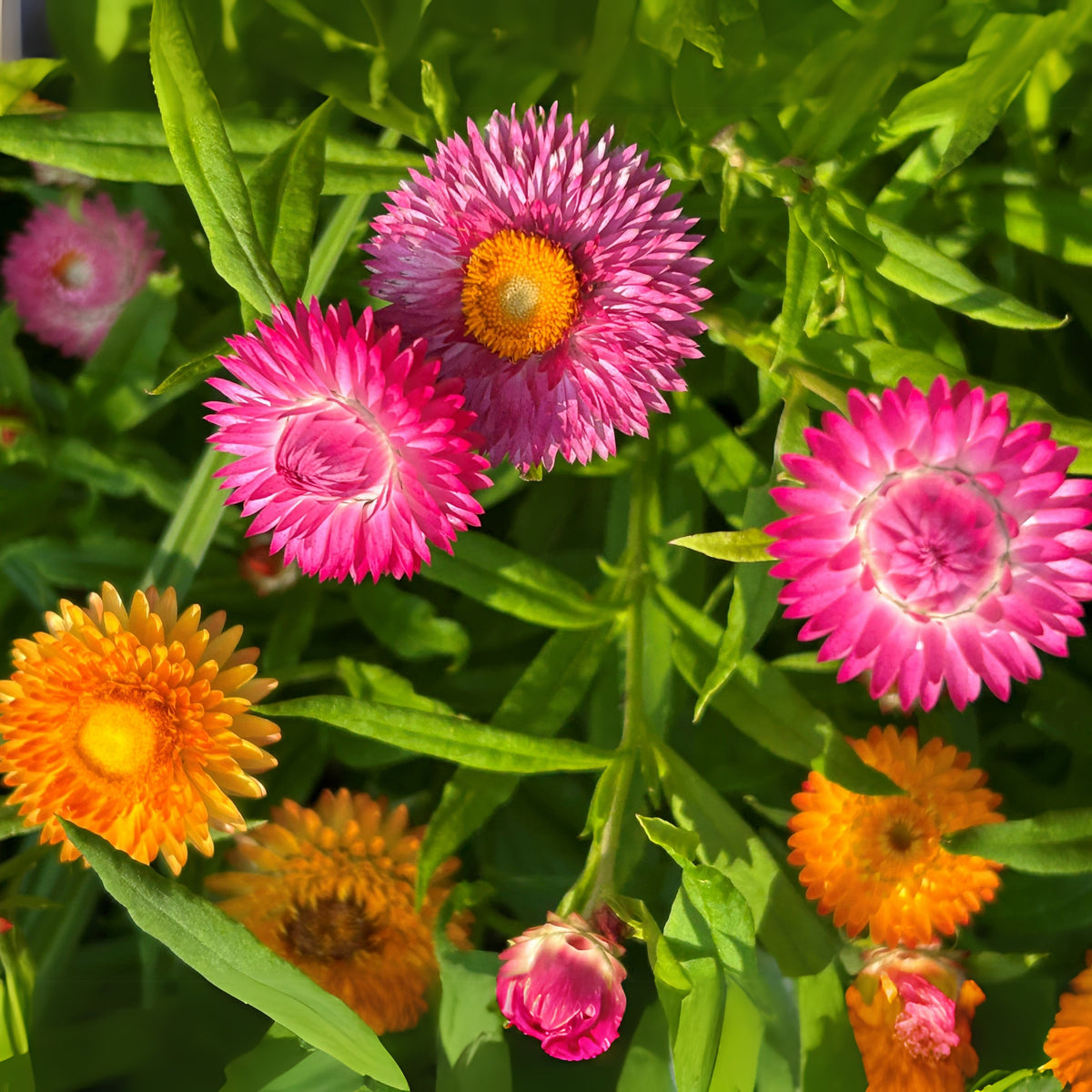 Tom Thumb Mix Strawflower (Dwarf) Seeds - Xerochrysum, 100 seeds