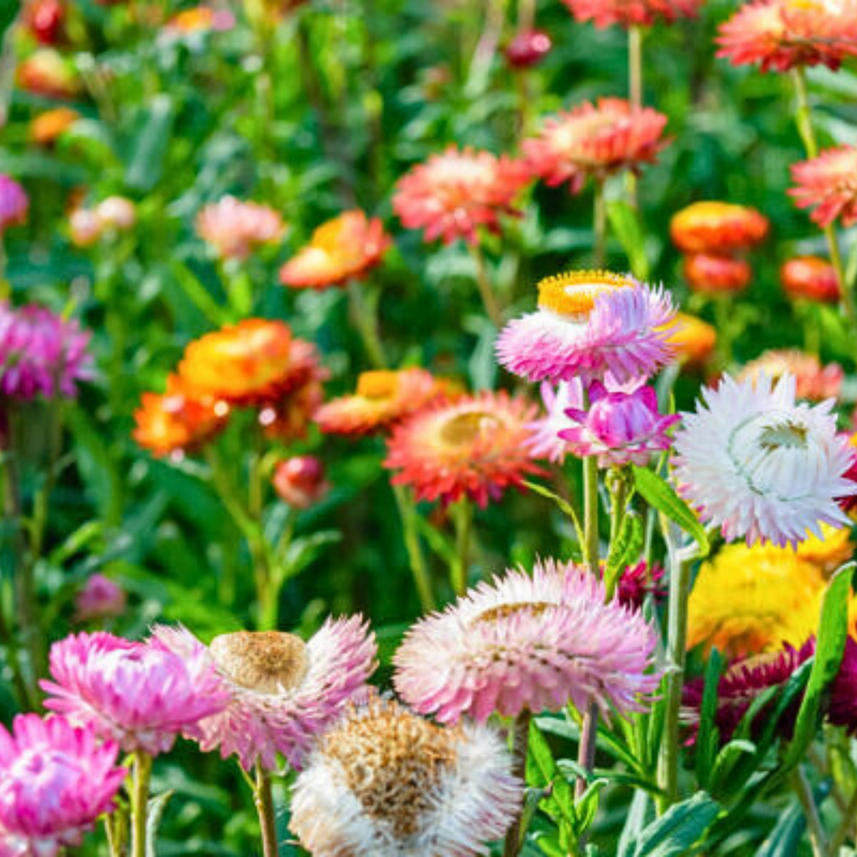 Tom Thumb Mix Strawflower (Dwarf) Seeds - Xerochrysum, 100 seeds