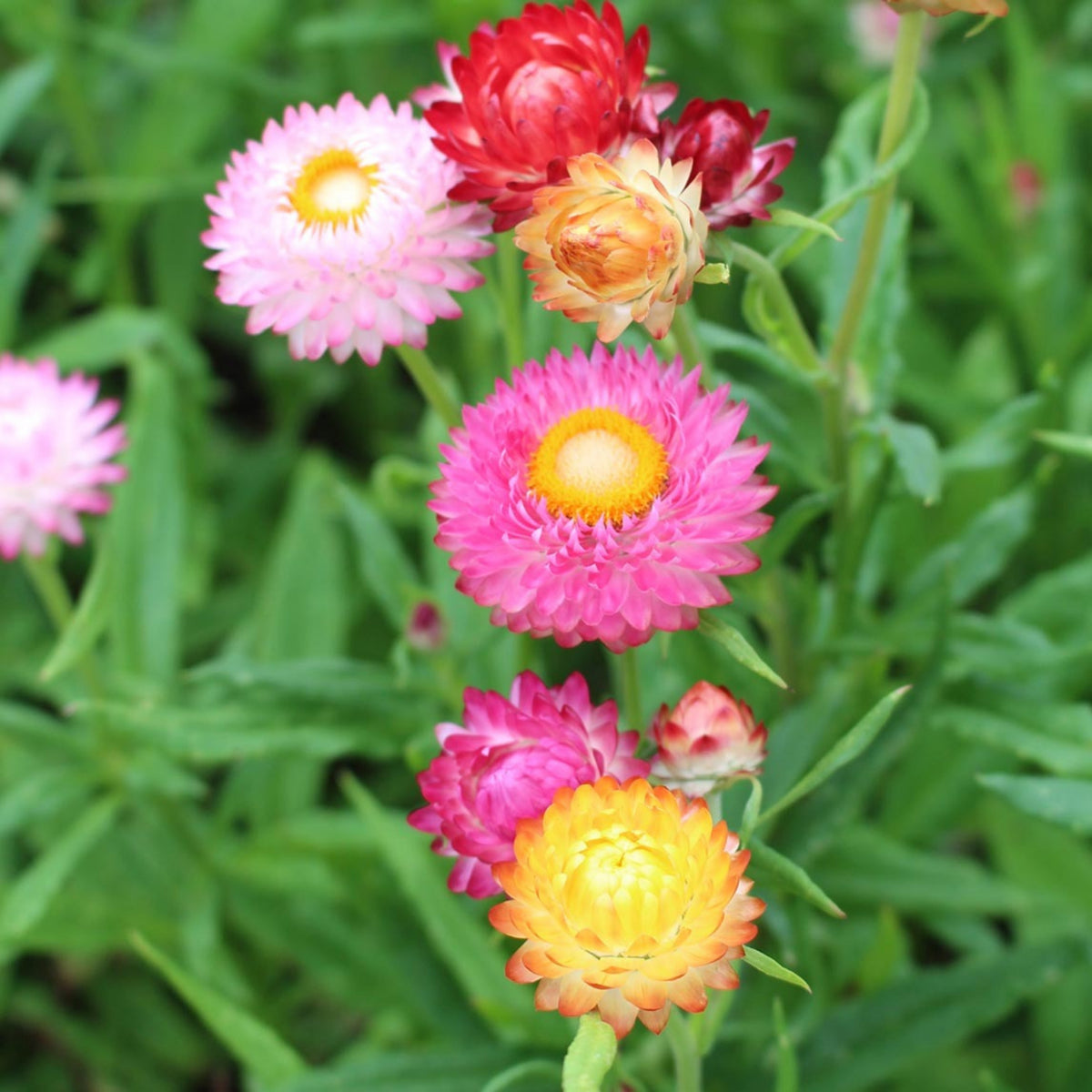 Tom Thumb Mix Strawflower (Dwarf) Seeds - Xerochrysum, 100 seeds
