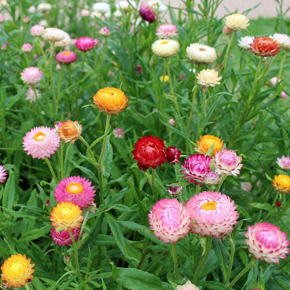 Tom Thumb Mix Strawflower (Dwarf) Seeds - Xerochrysum, 100 seeds