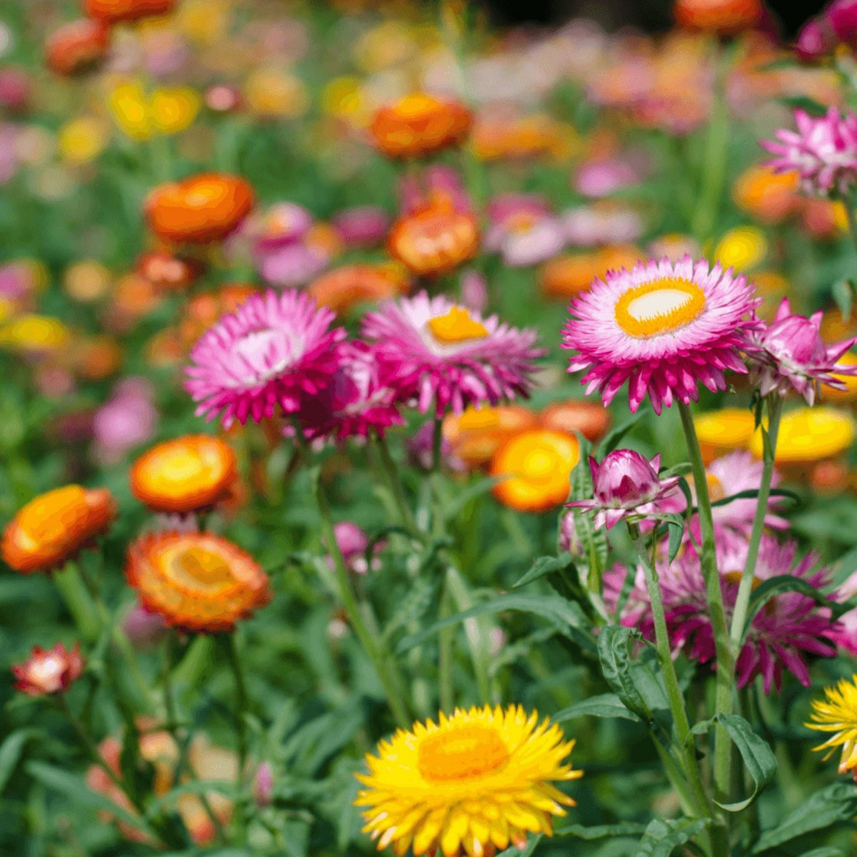 Tom Thumb Mix Strawflower (Dwarf) Seeds - Xerochrysum, 100 seeds
