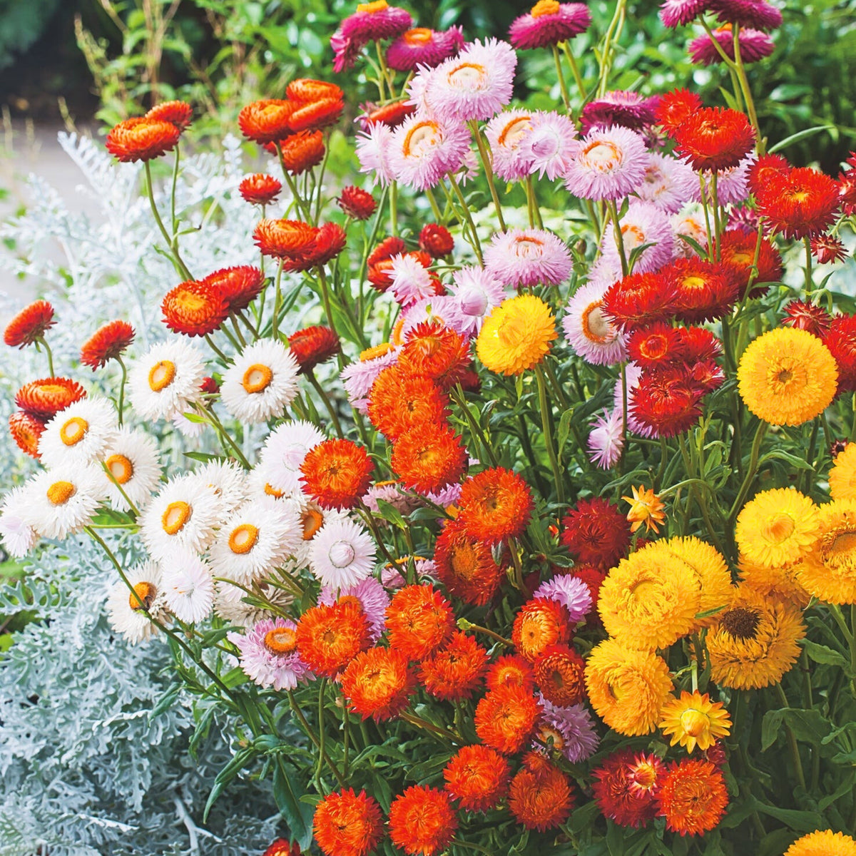Tom Thumb Mix Strawflower (Dwarf) Seeds - Xerochrysum, 100 seeds
