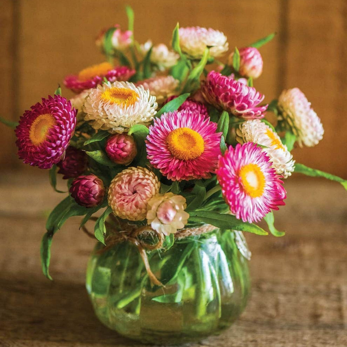 Tom Thumb Mix Strawflower (Dwarf) Seeds - Xerochrysum, 100 seeds