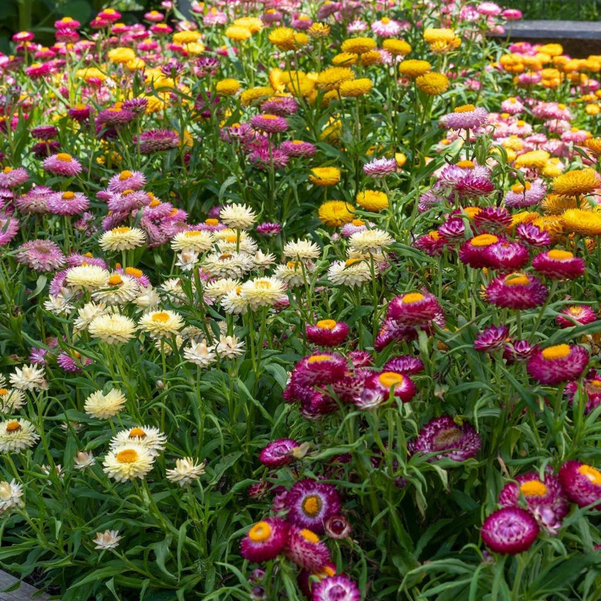 Tom Thumb Mix Strawflower (Dwarf) Seeds - Xerochrysum, 100 seeds