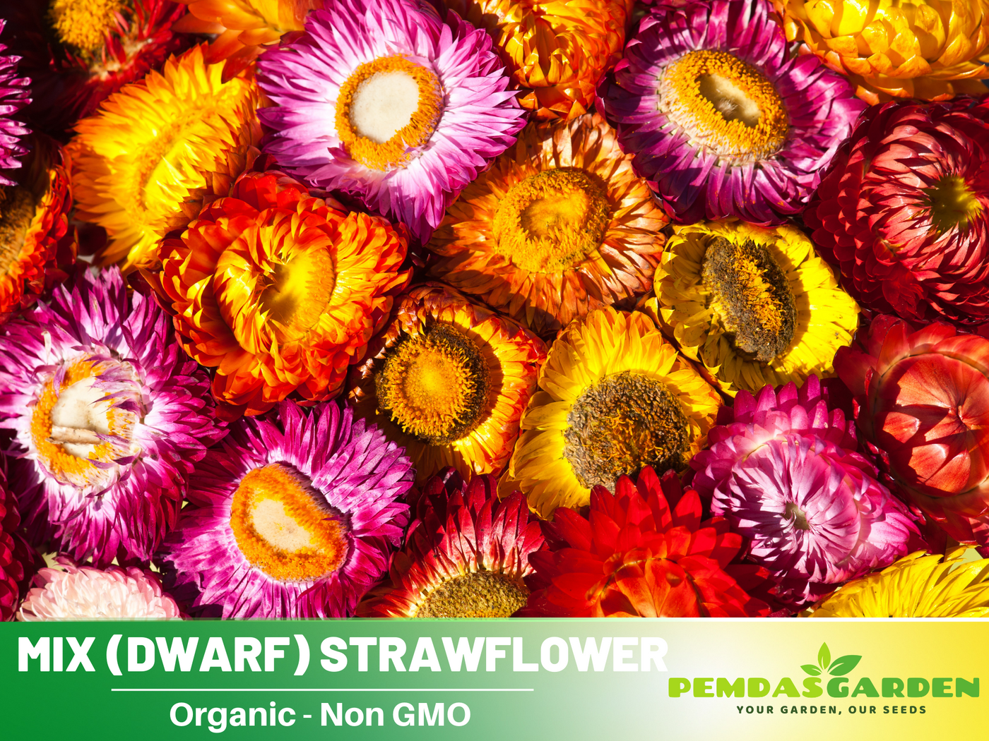 tomba flower seeds 100 Seeds| Tom Thumb Mix Strawflower (Dwarf) Seeds - Xerochrysum