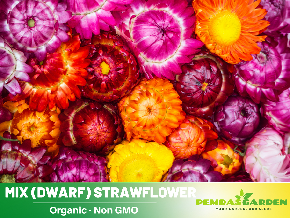 100 Seeds| Strawflower (Dwarf) Seeds - Tom Thumb Mix #K004