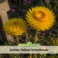 100 Seeds| Golden Yellow Strawflower Seeds - Xerochrysum - Everlasting Daisy - Colorful Paper Daisy - Drought Tolerant Annual Flower for Garden & Dried Bouquets - Dried Flower#K005
