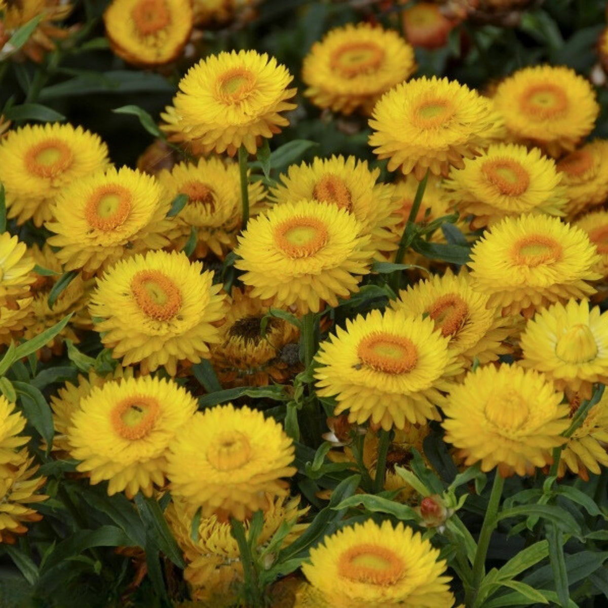 Golden Yellow Strawflower Seeds - Xerochrysum, 100 seeds
