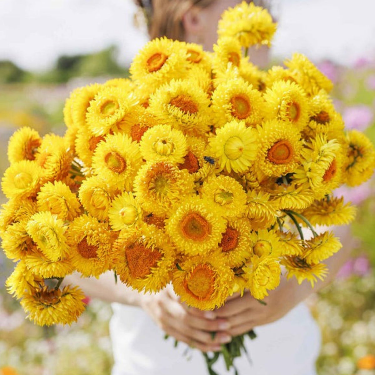 Golden Yellow Strawflower Seeds - Xerochrysum, 100 seeds
