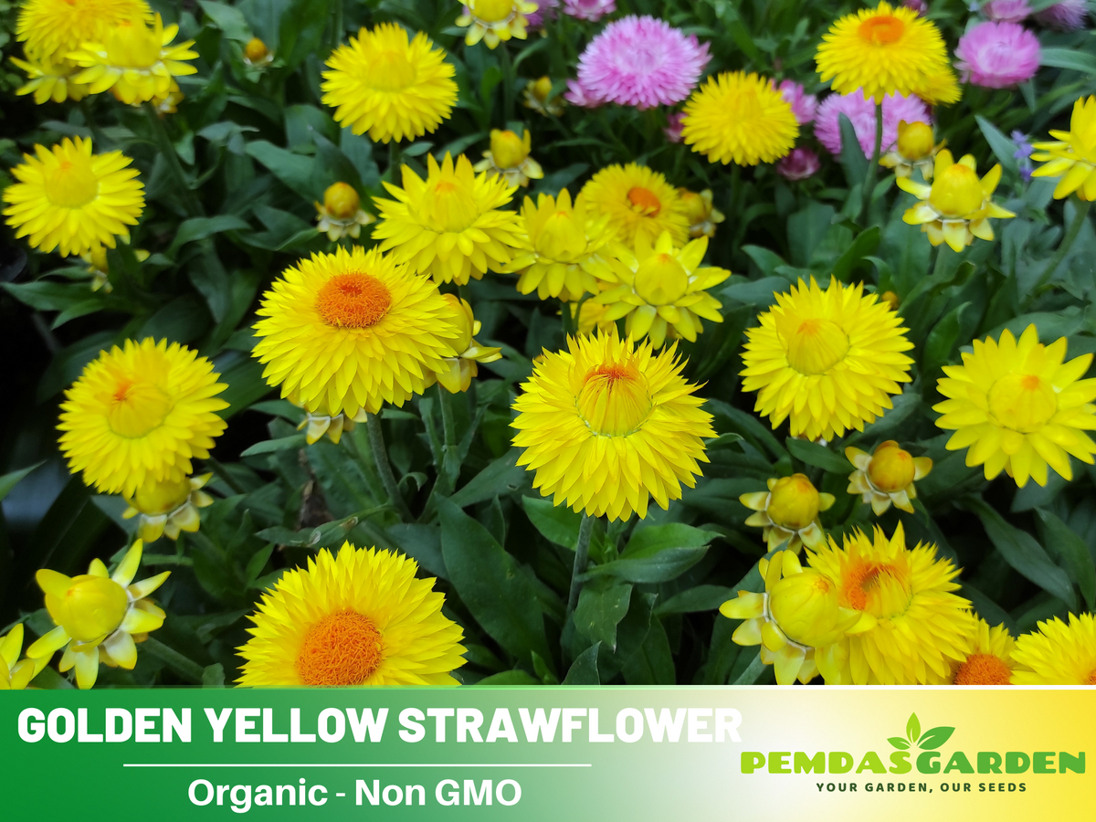 100 Seeds| Strawflower Seeds - Golden Yellow #K005