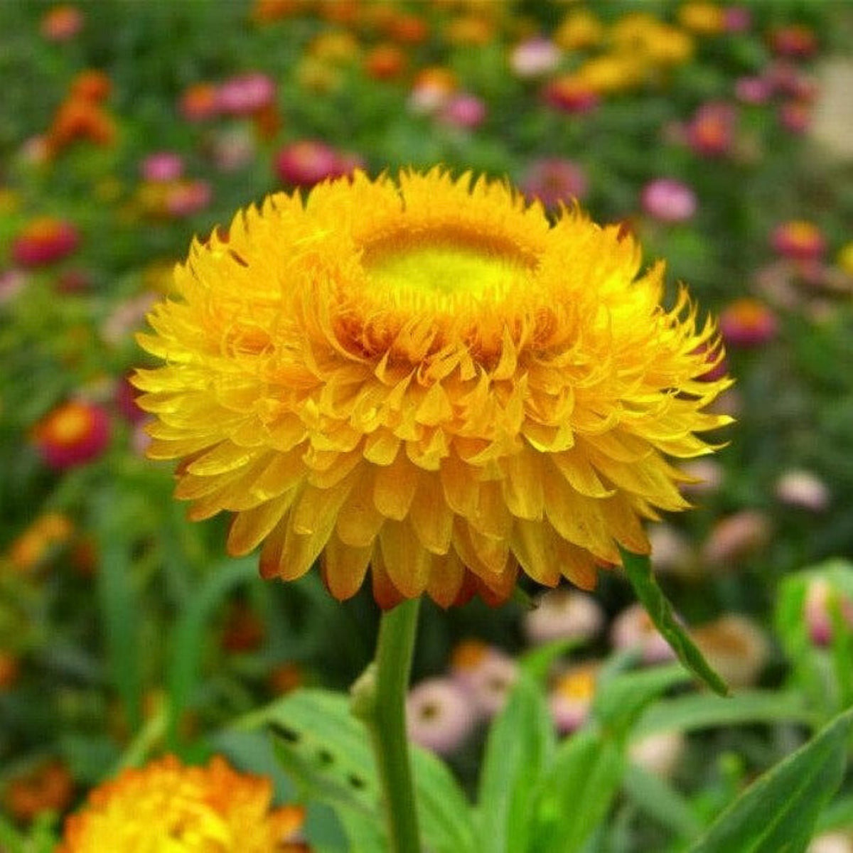 Golden Yellow Strawflower Seeds - Xerochrysum, 100 seeds