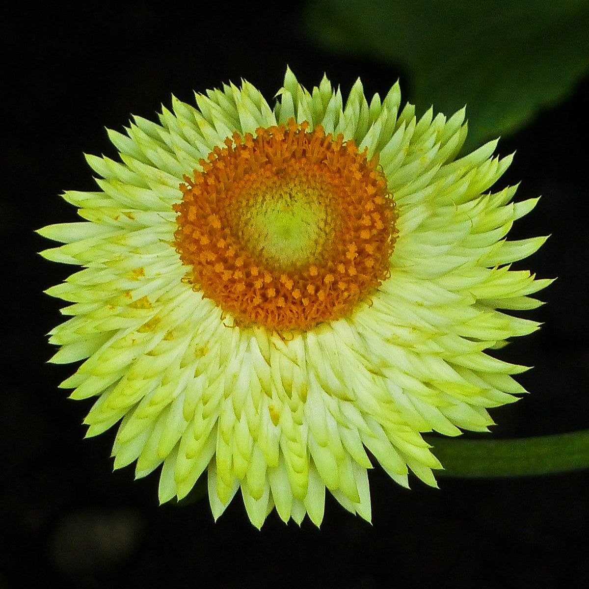 Golden Yellow Strawflower Seeds - Xerochrysum, 100 seeds