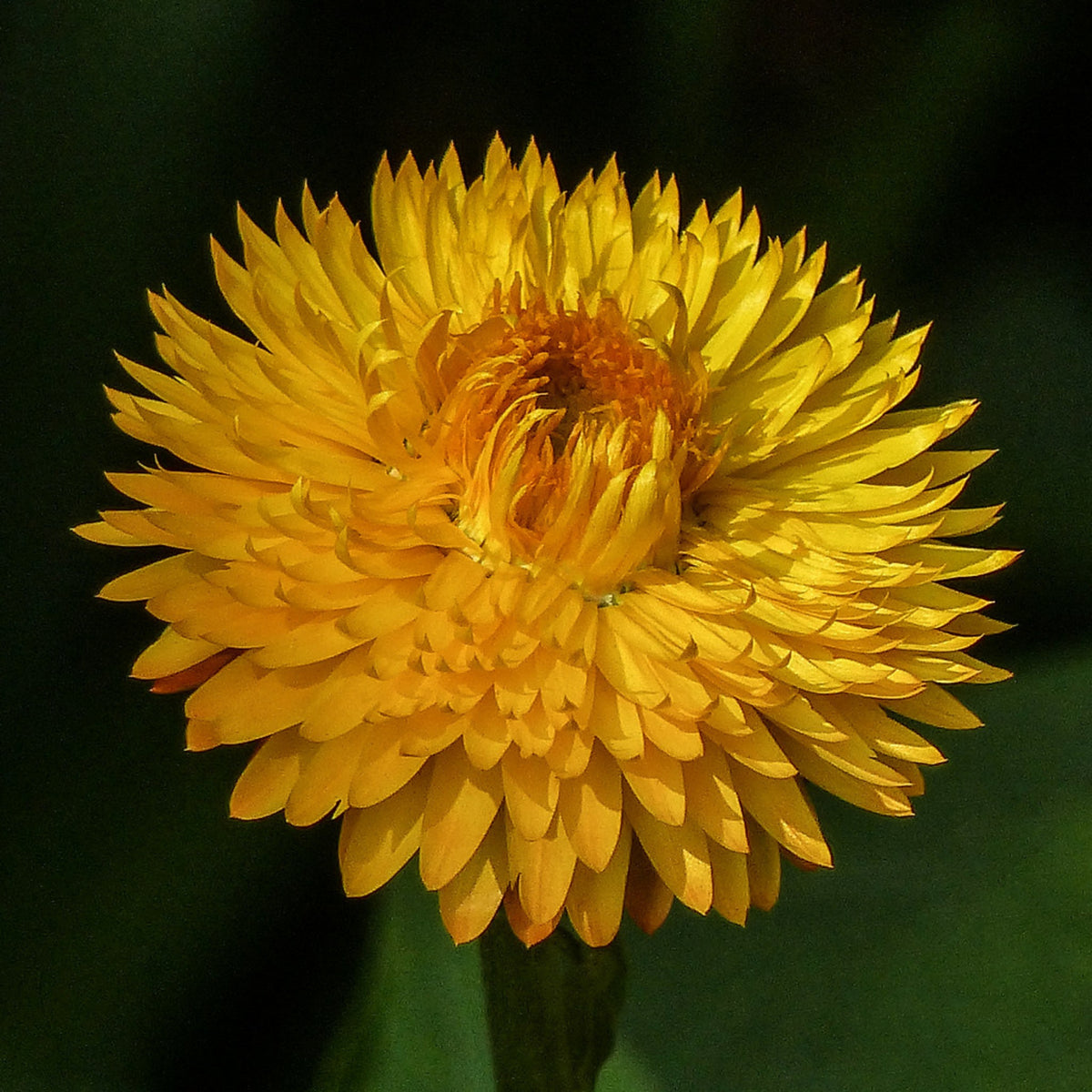 Golden Yellow Strawflower Seeds - Xerochrysum, 100 seeds