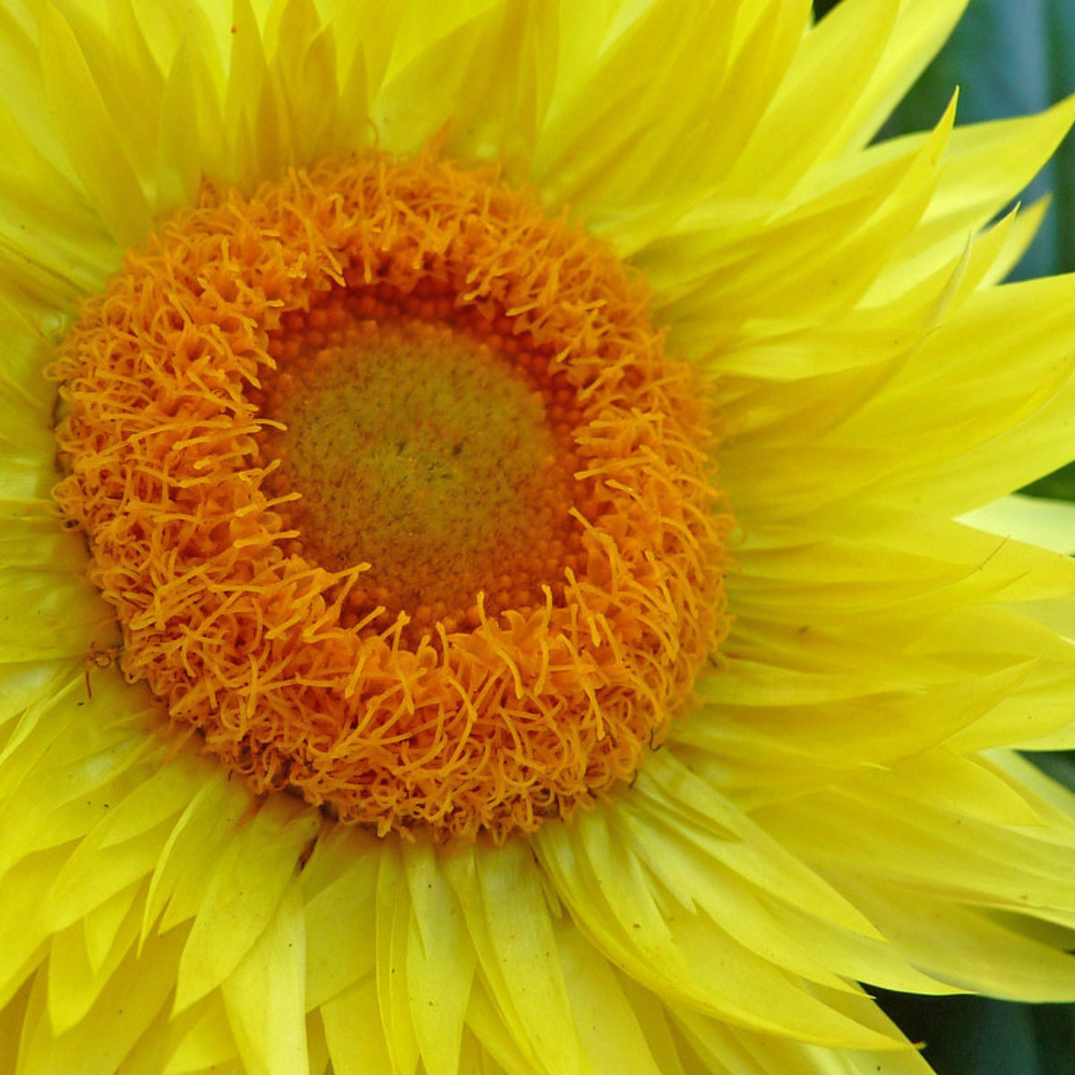Golden Yellow Strawflower Seeds - Xerochrysum, 100 seeds