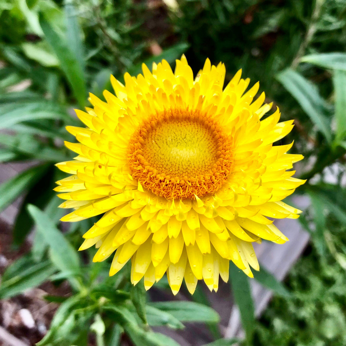 Golden Yellow Strawflower Seeds - Xerochrysum, 100 seeds