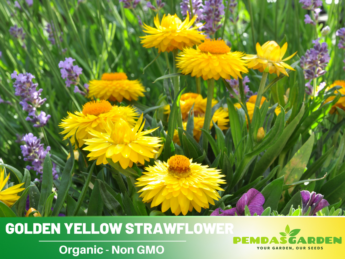 100 Seeds| Strawflower Seeds - Golden Yellow #K005