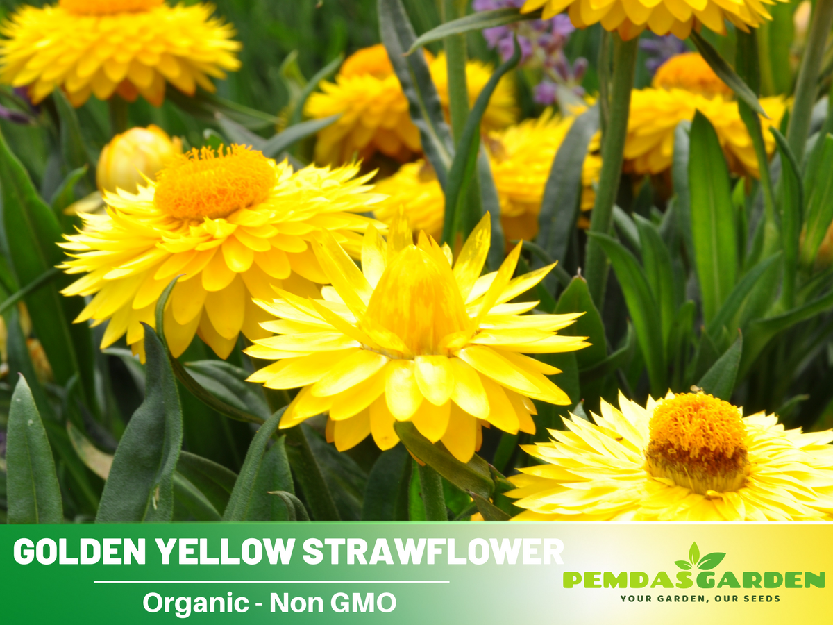 100 Seeds| Strawflower Seeds - Golden Yellow #K005