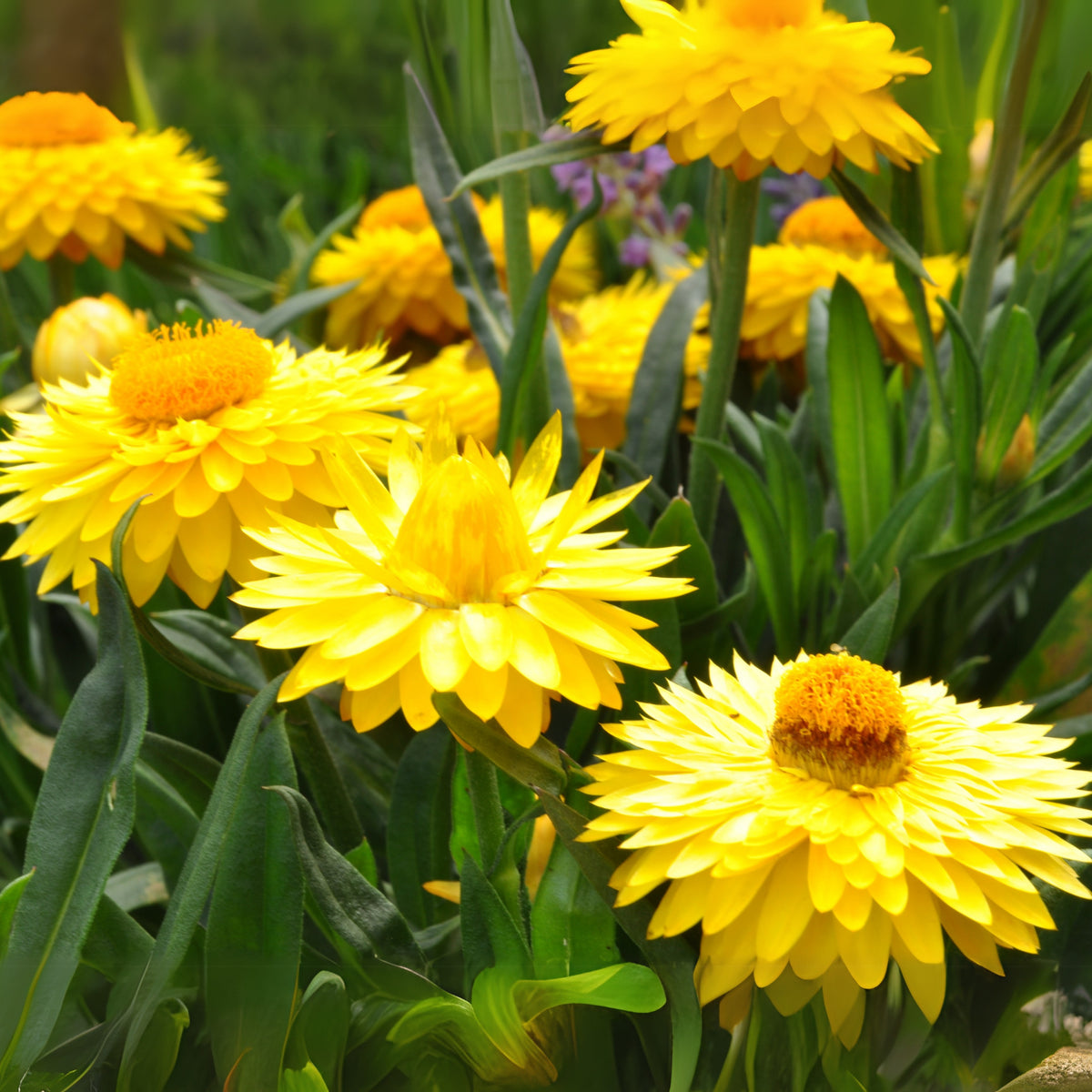 Golden Yellow Strawflower Seeds - Xerochrysum, 100 seeds