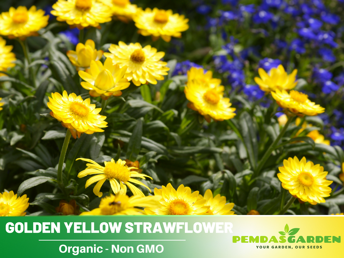 100 Seeds| Strawflower Seeds - Golden Yellow #K005