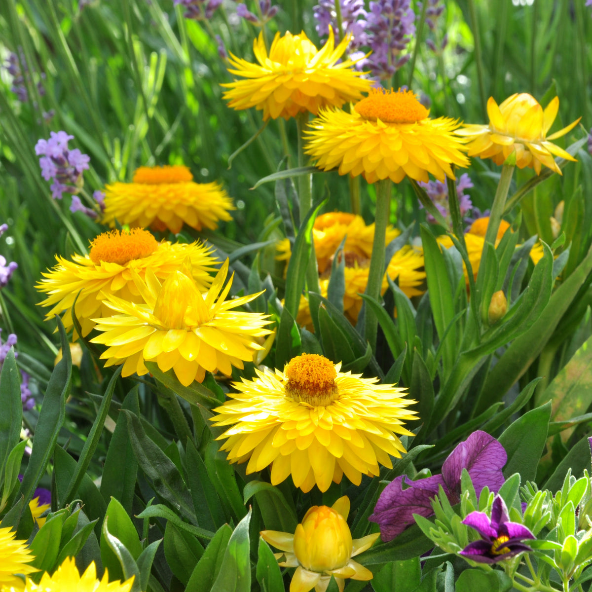 Golden Yellow Strawflower Seeds - Xerochrysum, 100 seeds