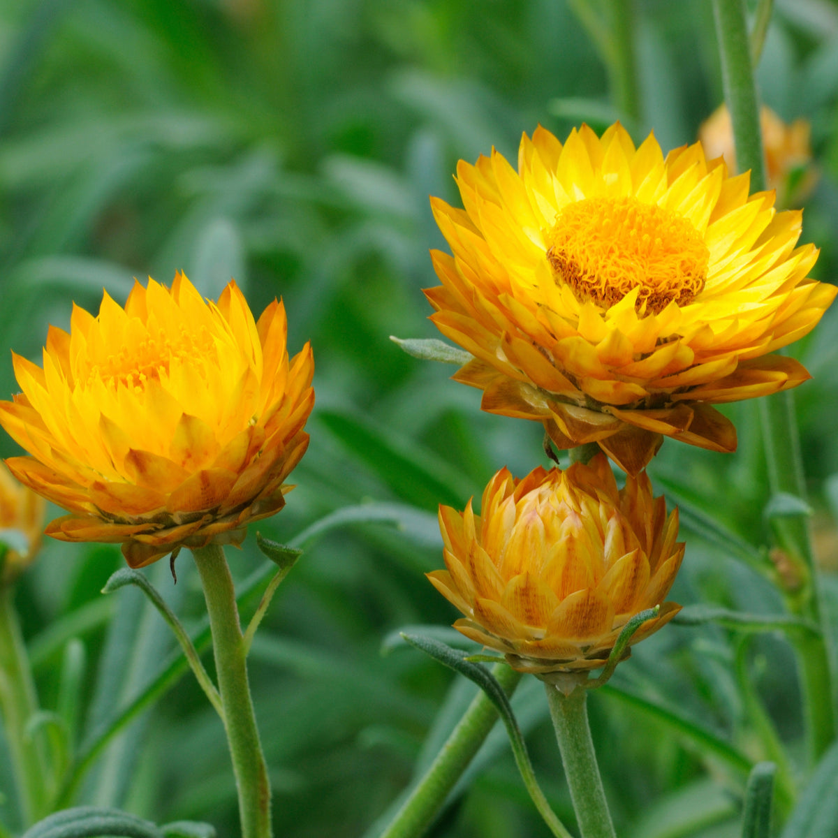 Golden Yellow Strawflower Seeds - Xerochrysum, 100 seeds