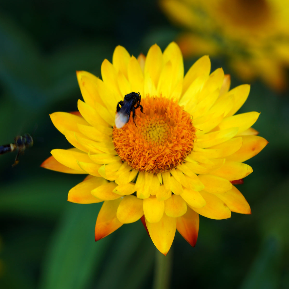 Golden Yellow Strawflower Seeds - Xerochrysum, 100 seeds