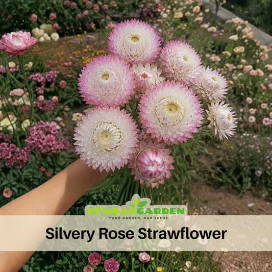 Silvery Rose Strawflower Seeds - Xerochrysum, 100+ seeds