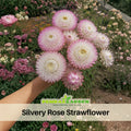 100+ Seeds| Silvery Rose Strawflower Seeds - Xerochrysum - Everlasting Daisy - Colorful Paper Daisy - Drought Tolerant Annual Flower for Garden & Dried Bouquets - Dried Flower #K007
