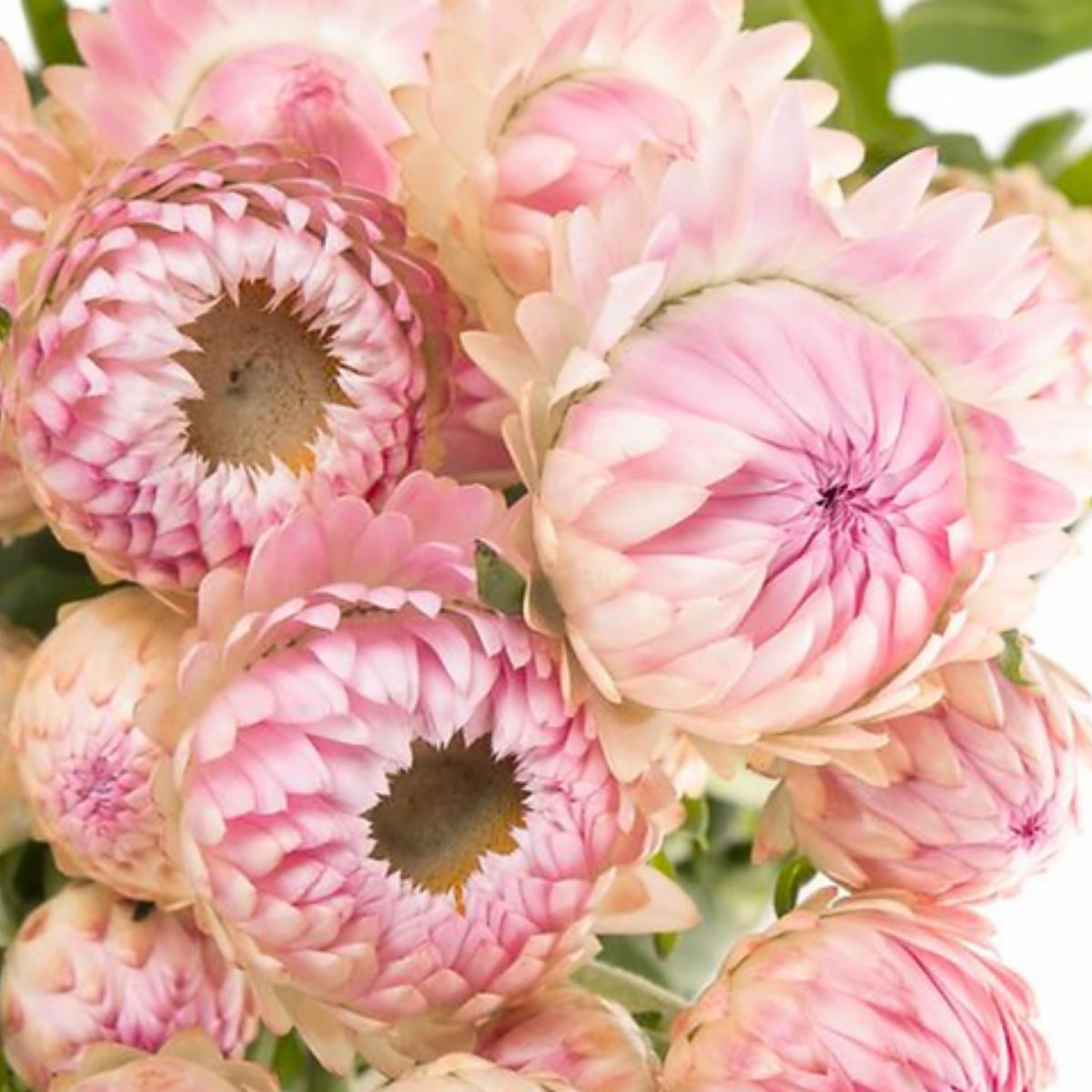 Silvery Rose Strawflower Seeds - Xerochrysum, 100+ seeds