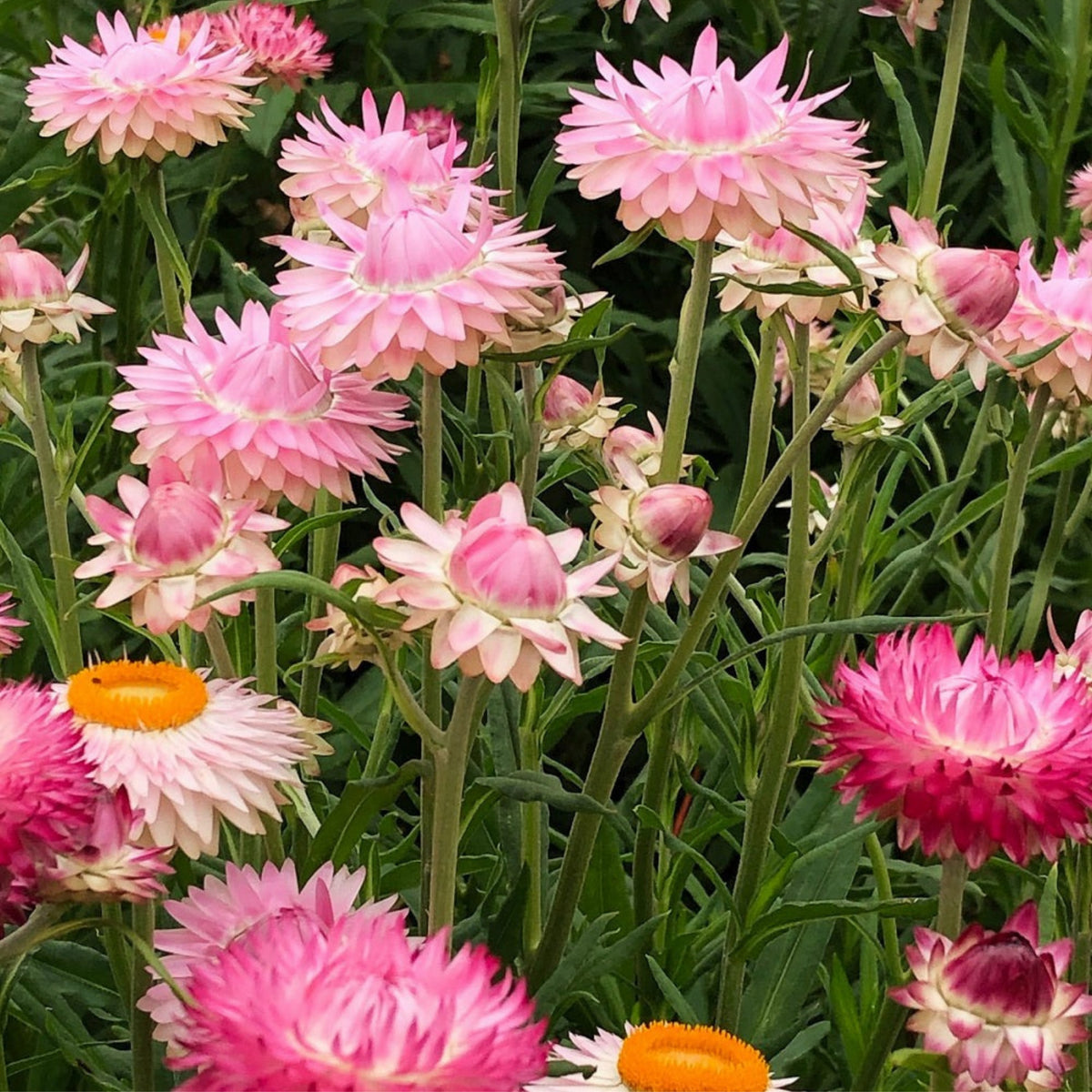 Silvery Rose Strawflower Seeds - Xerochrysum, 100+ seeds
