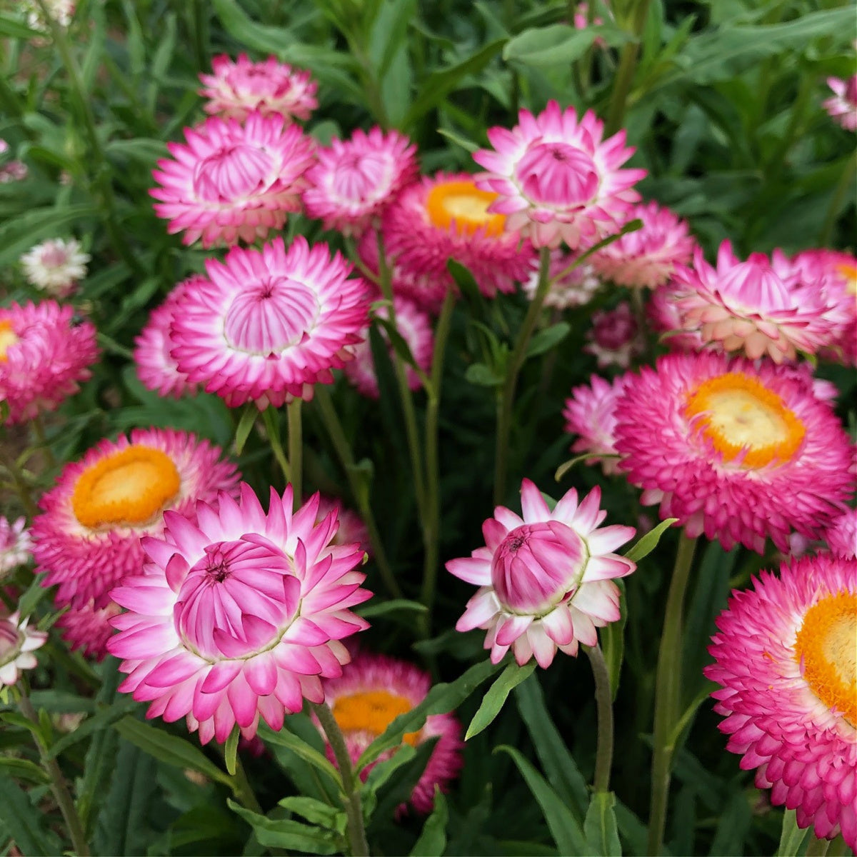 Silvery Rose Strawflower Seeds - Xerochrysum, 100+ seeds