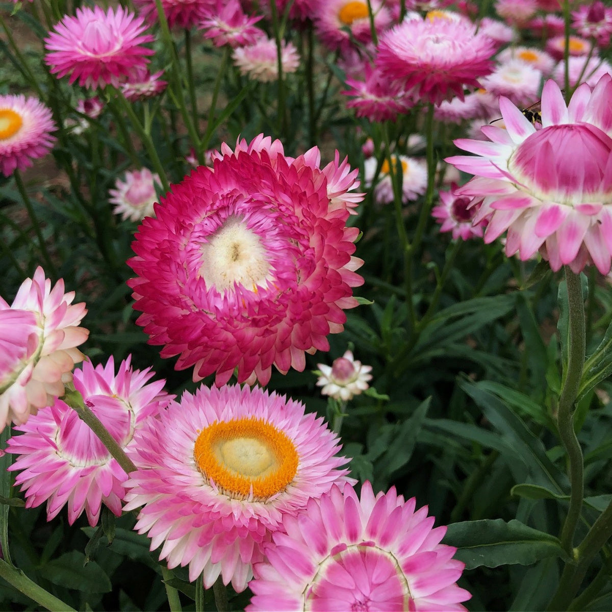 Silvery Rose Strawflower Seeds - Xerochrysum, 100+ seeds