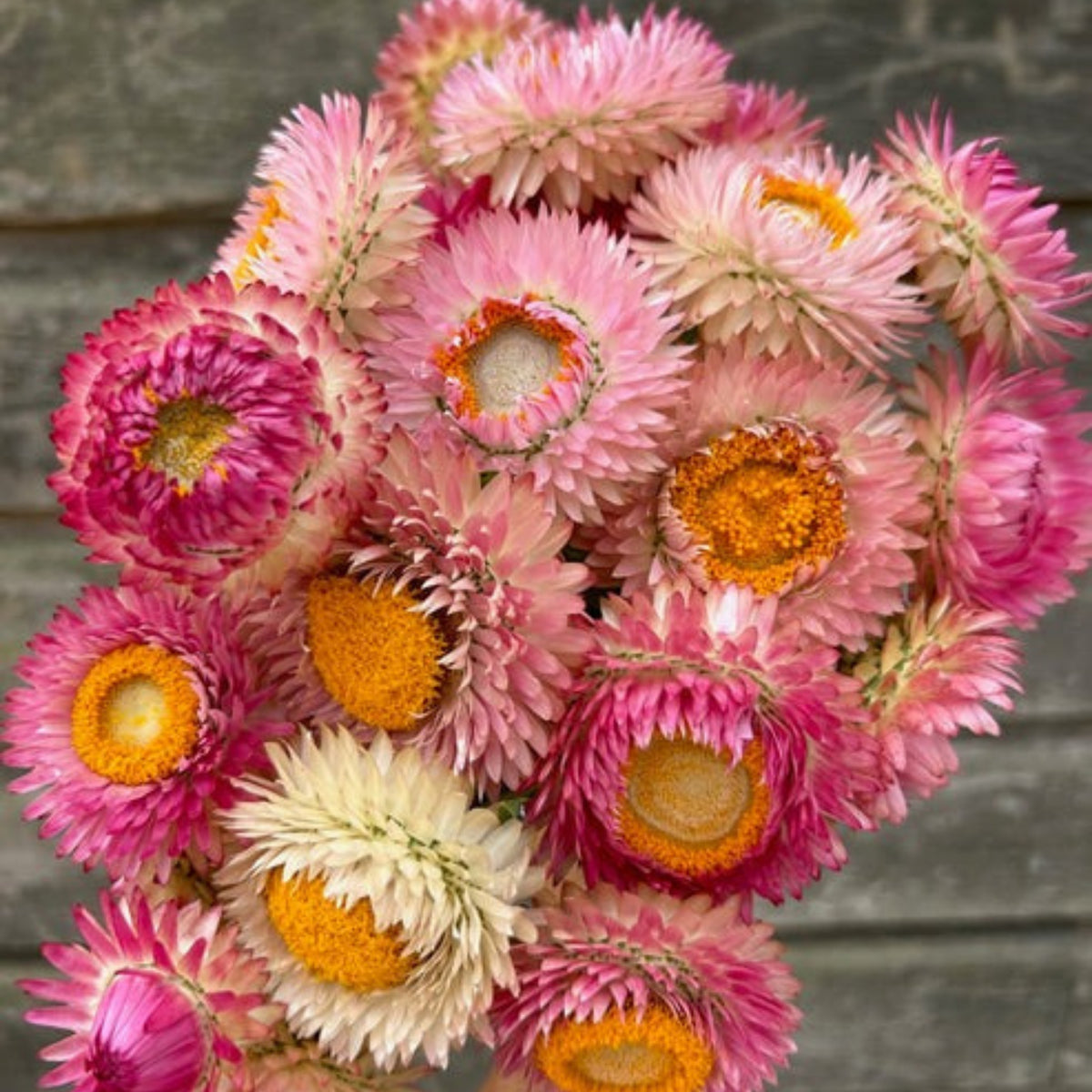 Silvery Rose Strawflower Seeds - Xerochrysum, 100+ seeds