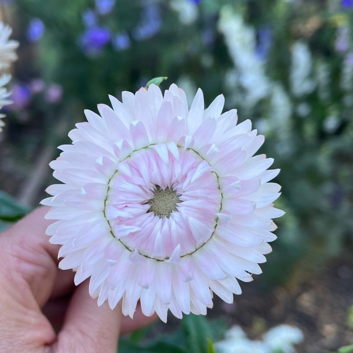 Silvery Rose Strawflower Seeds - Xerochrysum, 100+ seeds