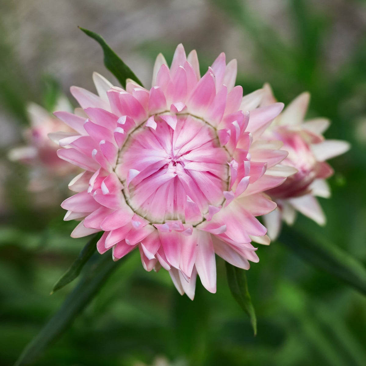 Silvery Rose Strawflower Seeds - Xerochrysum, 100+ seeds