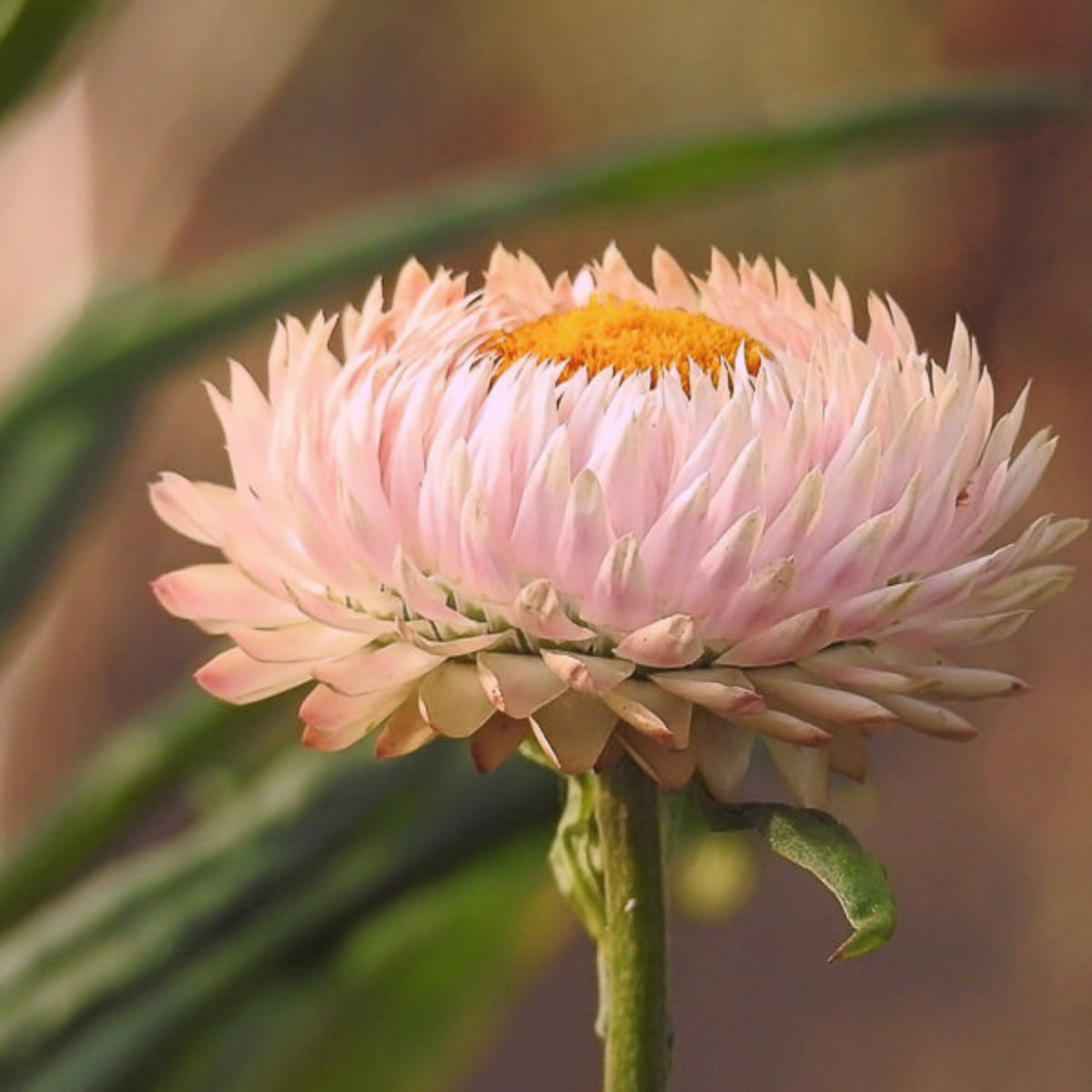 Silvery Rose Strawflower Seeds - Xerochrysum, 100+ seeds