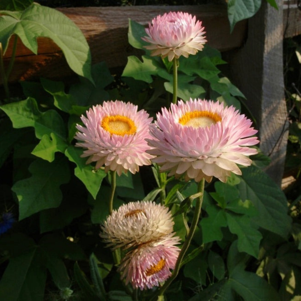 Silvery Rose Strawflower Seeds - Xerochrysum, 100+ seeds
