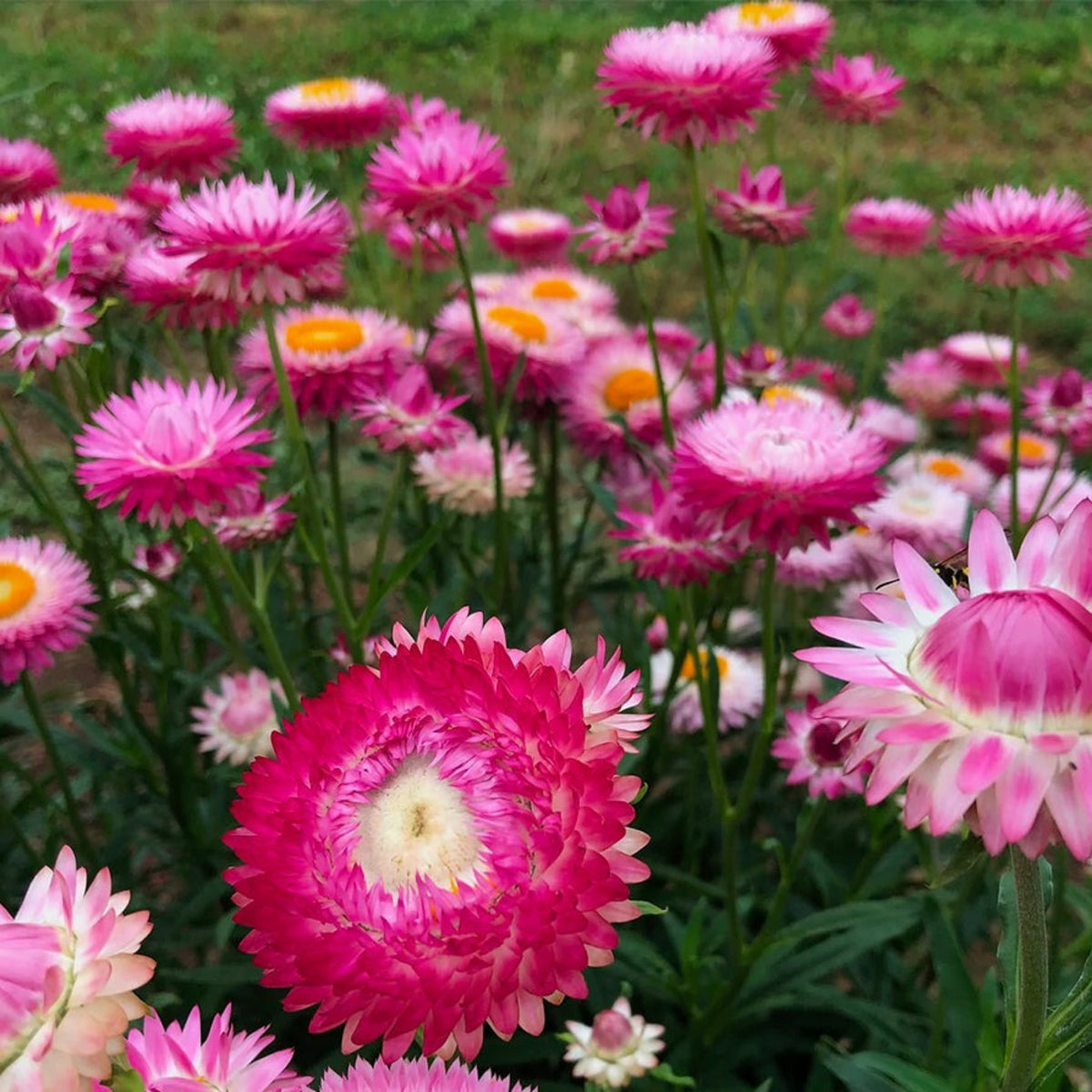 Silvery Rose Strawflower Seeds - Xerochrysum, 100+ seeds