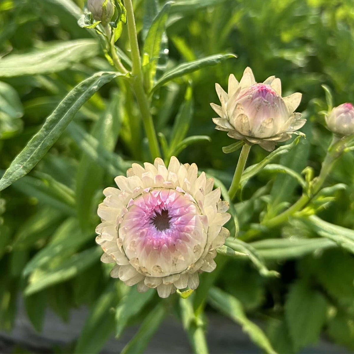 Silvery Rose Strawflower Seeds - Xerochrysum, 100+ seeds