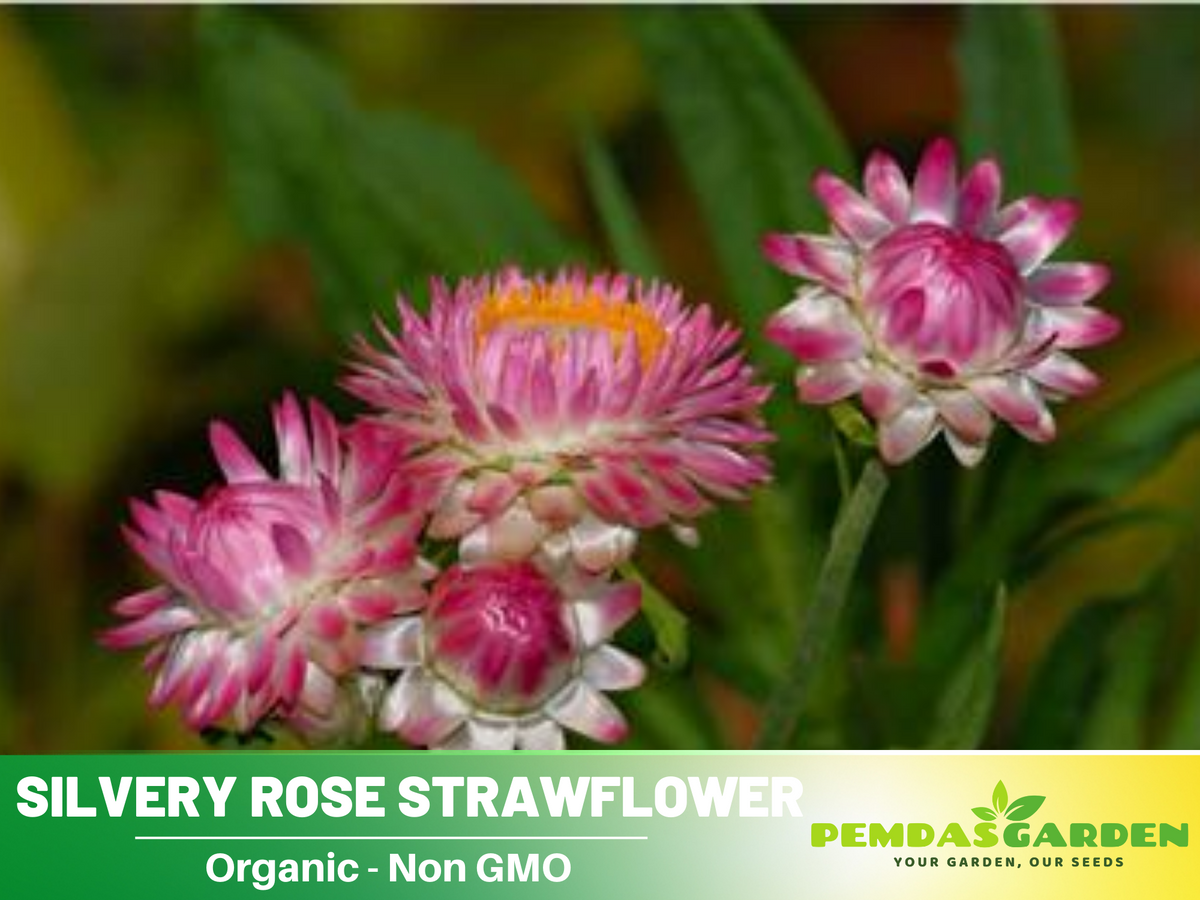 100+ Seeds| Silvery Rose Strawflower Seeds #K007