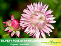 100+ Seeds| Silvery Rose Strawflower Seeds - Xerochrysum - Everlasting Daisy - Colorful Paper Daisy - Drought Tolerant Annual Flower for Garden & Dried Bouquets - Dried Flower #K007