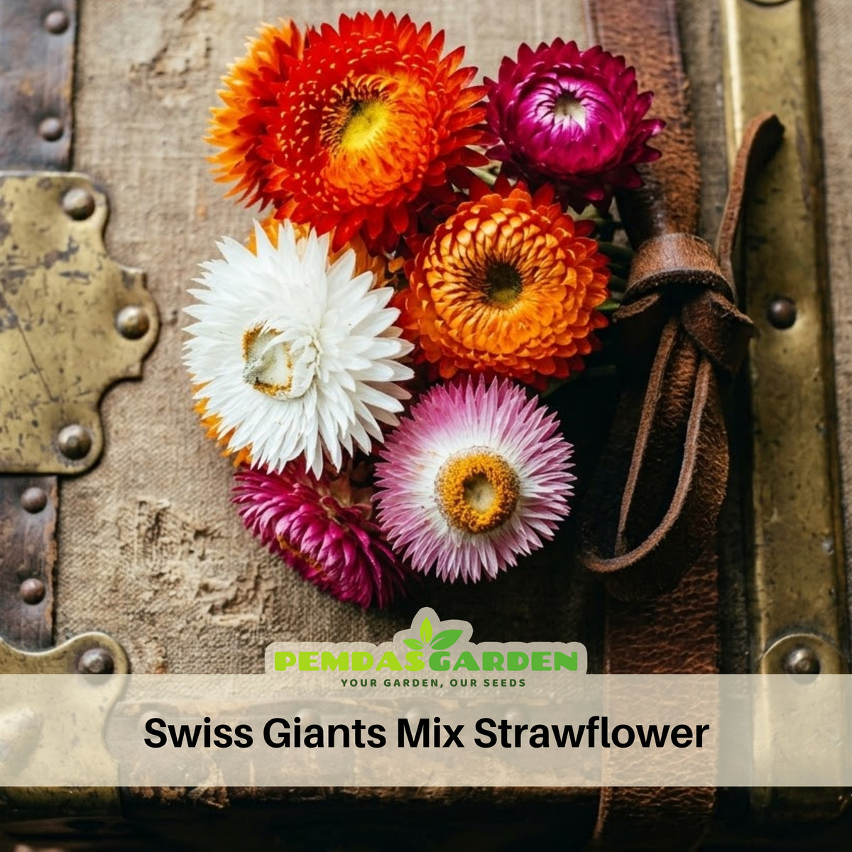 Swiss Giants Mix Strawflower Seeds - Xerochrysum, 100+ seeds