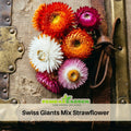 100+ Seeds| Swiss Giants Mix Strawflower Seeds - Xerochrysum - Everlasting Daisy - Colorful Paper Daisy - Drought Tolerant Annual Flower for Garden & Dried Bouquets - Dried Flower#K008