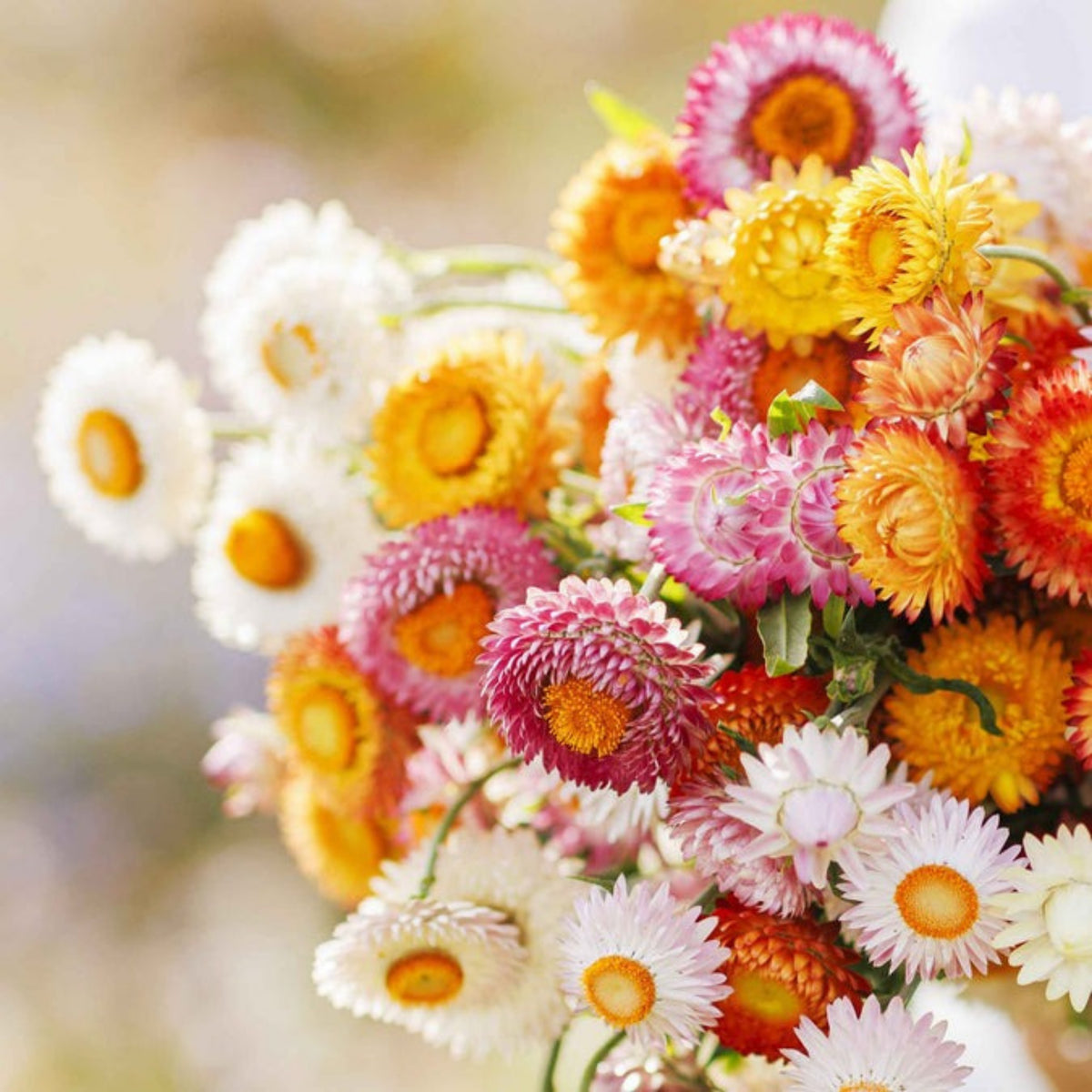 Swiss Giants Mix Strawflower Seeds - Xerochrysum, 100+ seeds