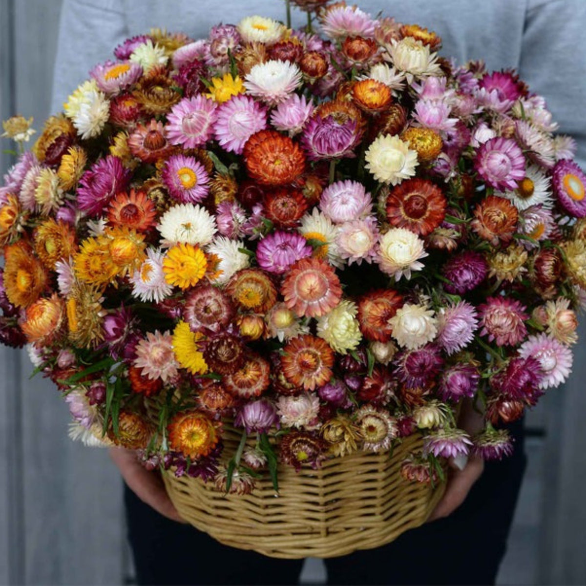 Swiss Giants Mix Strawflower Seeds - Xerochrysum, 100+ seeds
