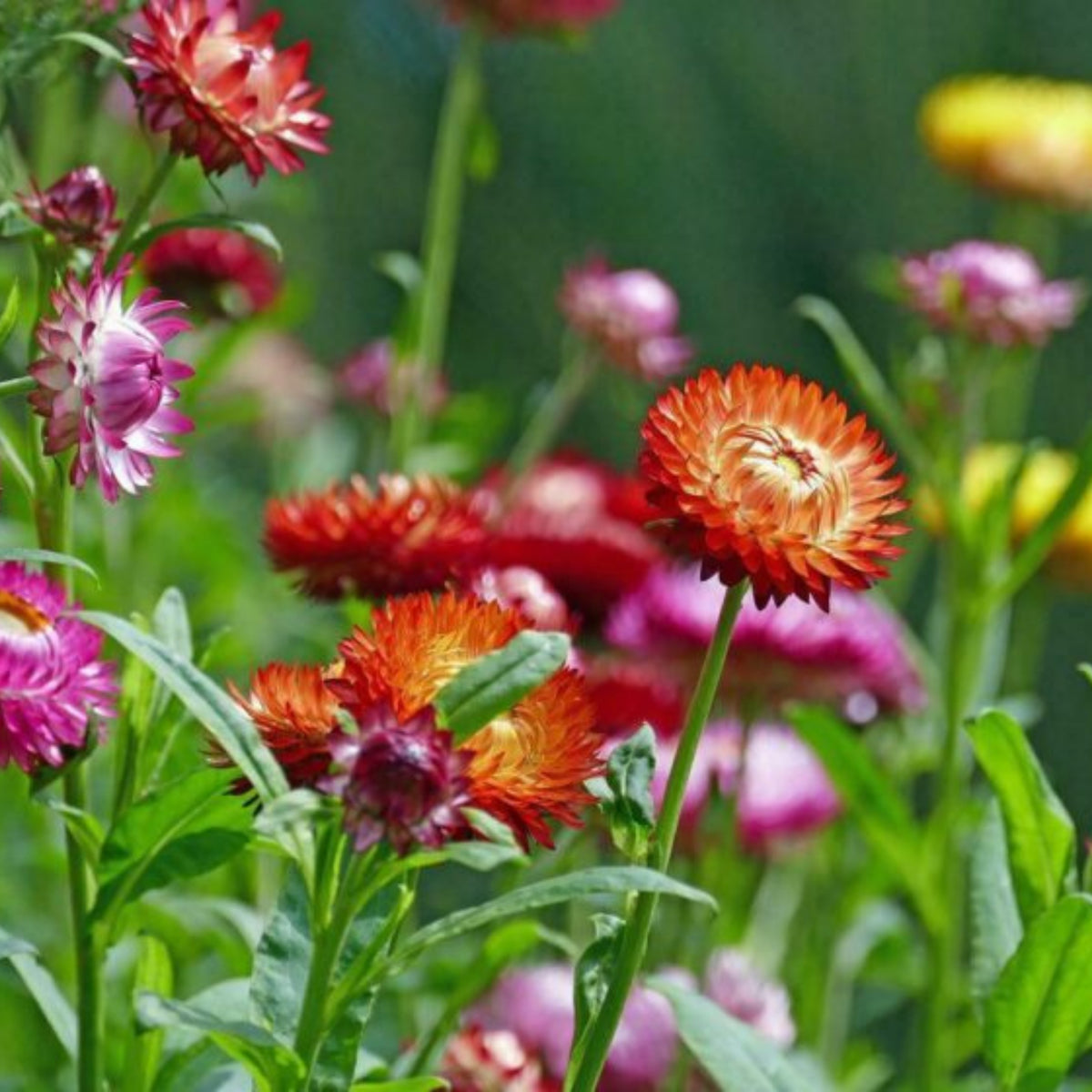 Swiss Giants Mix Strawflower Seeds - Xerochrysum, 100+ seeds