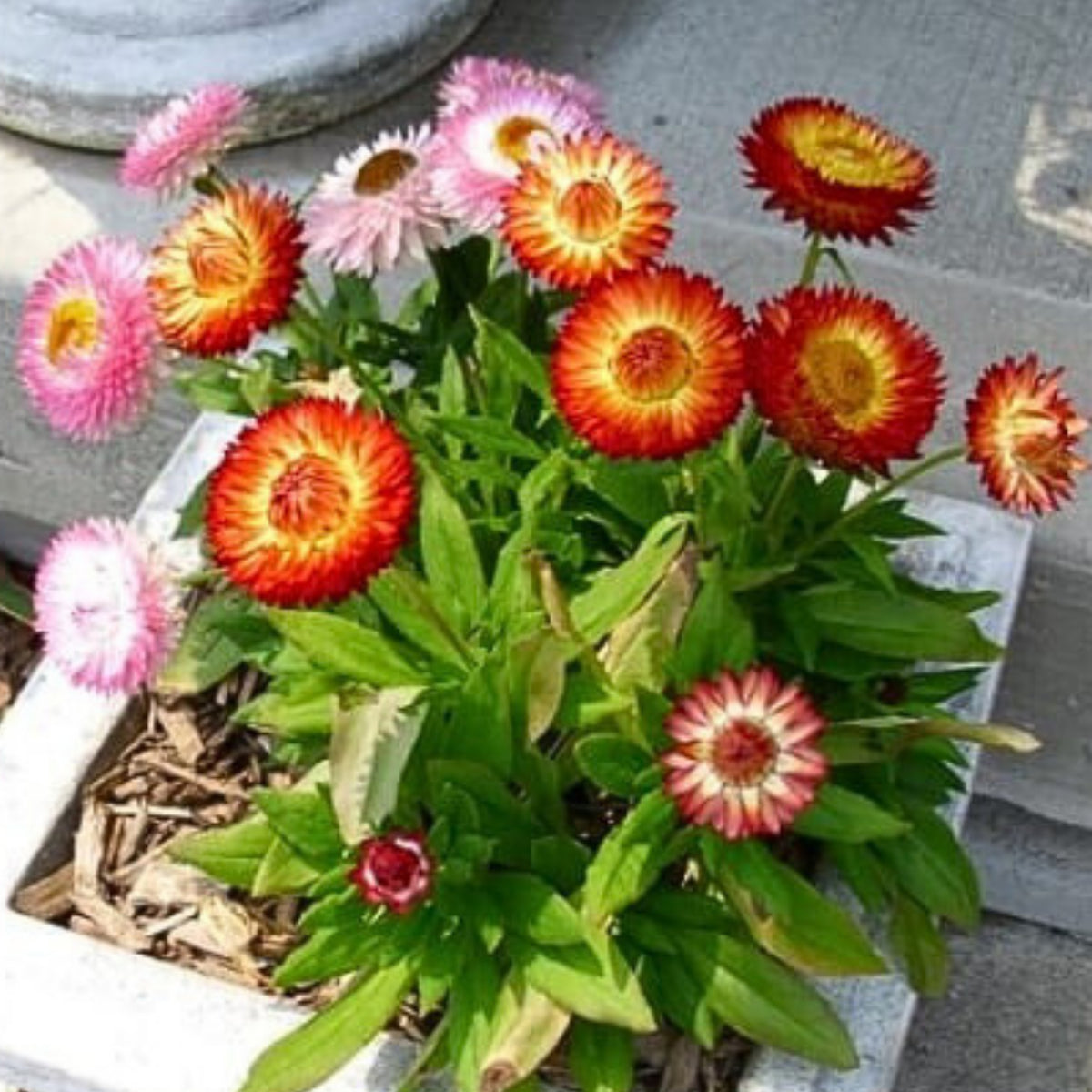 Swiss Giants Mix Strawflower Seeds - Xerochrysum, 100+ seeds