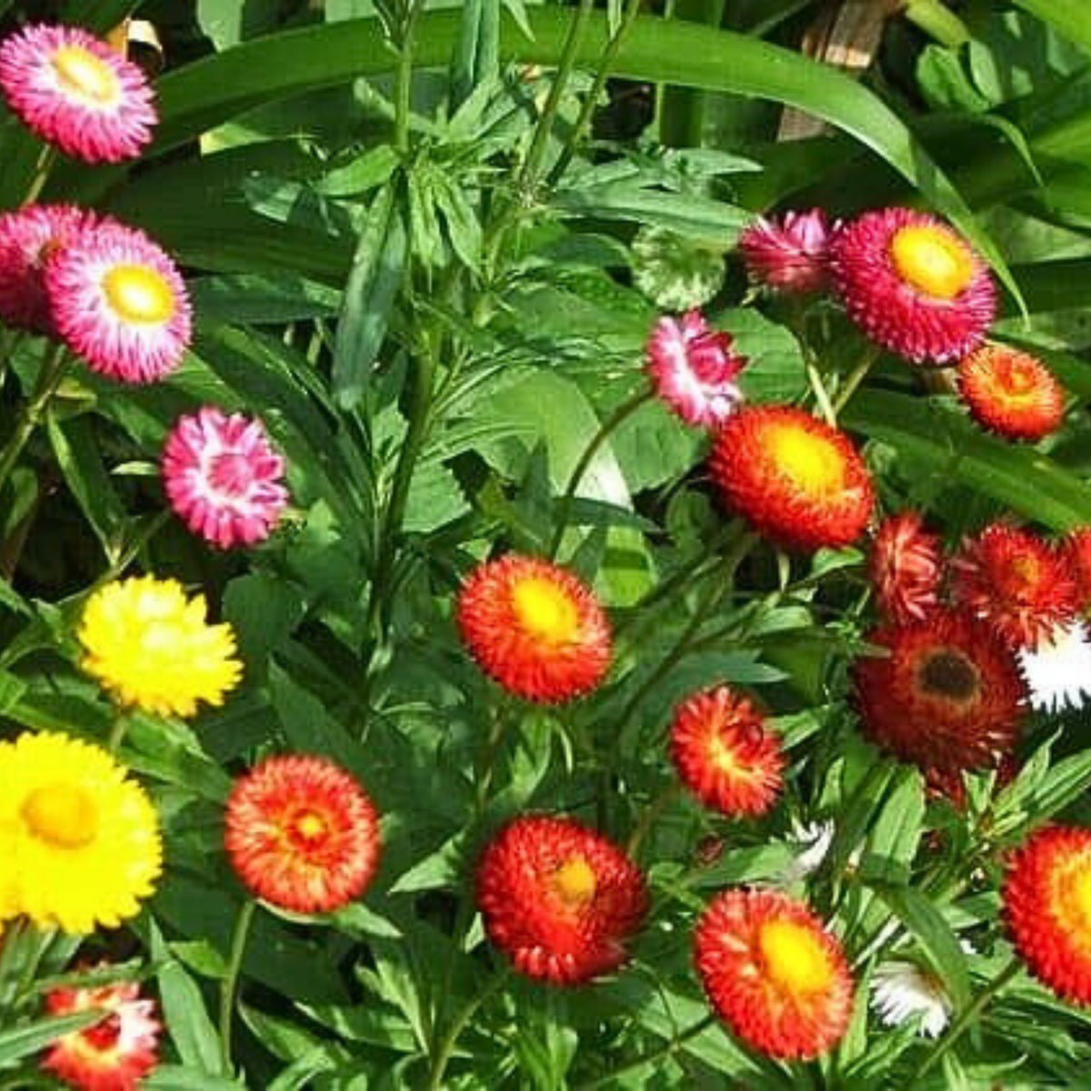 Swiss Giants Mix Strawflower Seeds - Xerochrysum, 100+ seeds