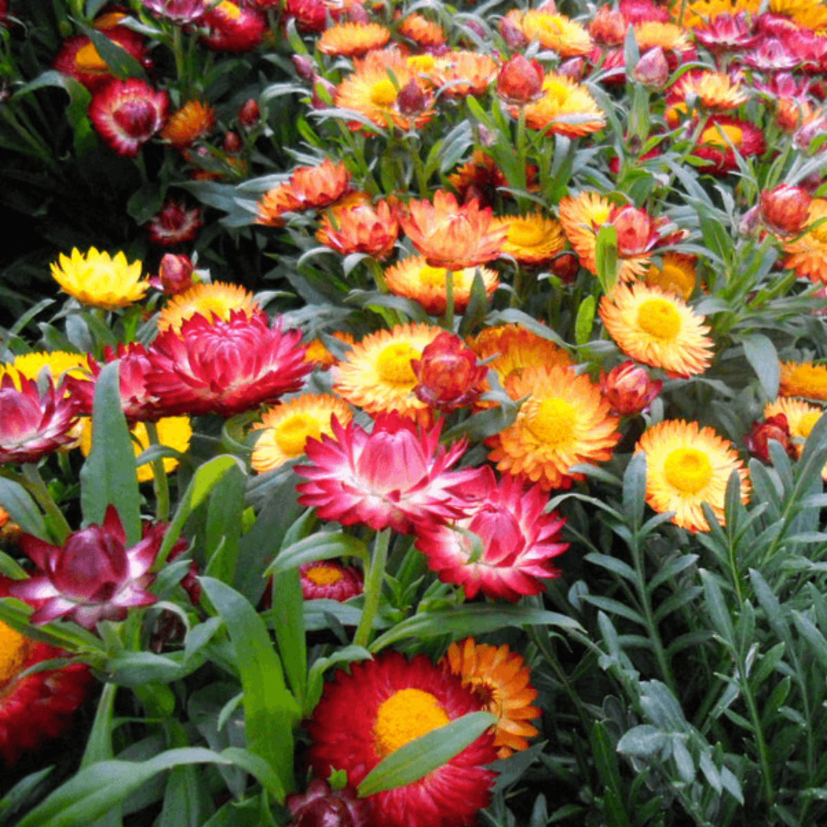 Swiss Giants Mix Strawflower Seeds - Xerochrysum, 100+ seeds